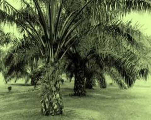 palmoil.jpg